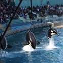 Marineland - Orgues - 089